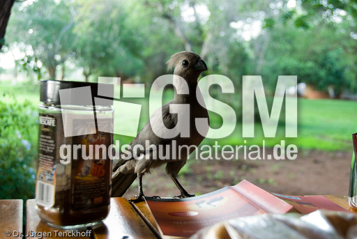 Turako (5 von 5).jpg